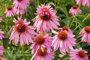 Katlı pembe ekinezya soğanı echinacea echinacea double decker