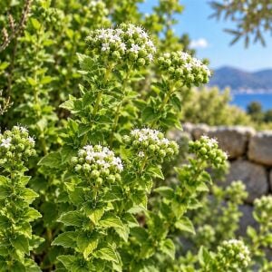 Bilyalı kekik tohumu Origanum onites Türk kekiği geniş yapraklı dağ kekiği