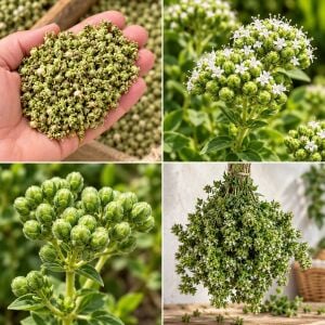 Bilyalı kekik tohumu Origanum onites Türk kekiği geniş yapraklı dağ kekiği