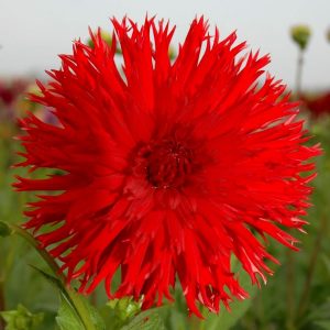 Apache yıldız çiçeği soğanı kaktüs çiçekli çap:14 cm