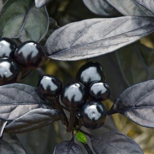 Kara inci süs biberi tohumu black pearl ornamental pepper