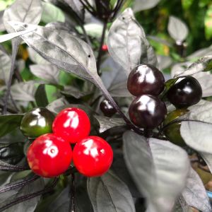Kara inci süs biberi tohumu black pearl ornamental pepper
