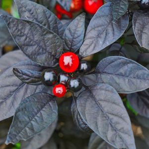 Kara inci süs biberi tohumu black pearl ornamental pepper