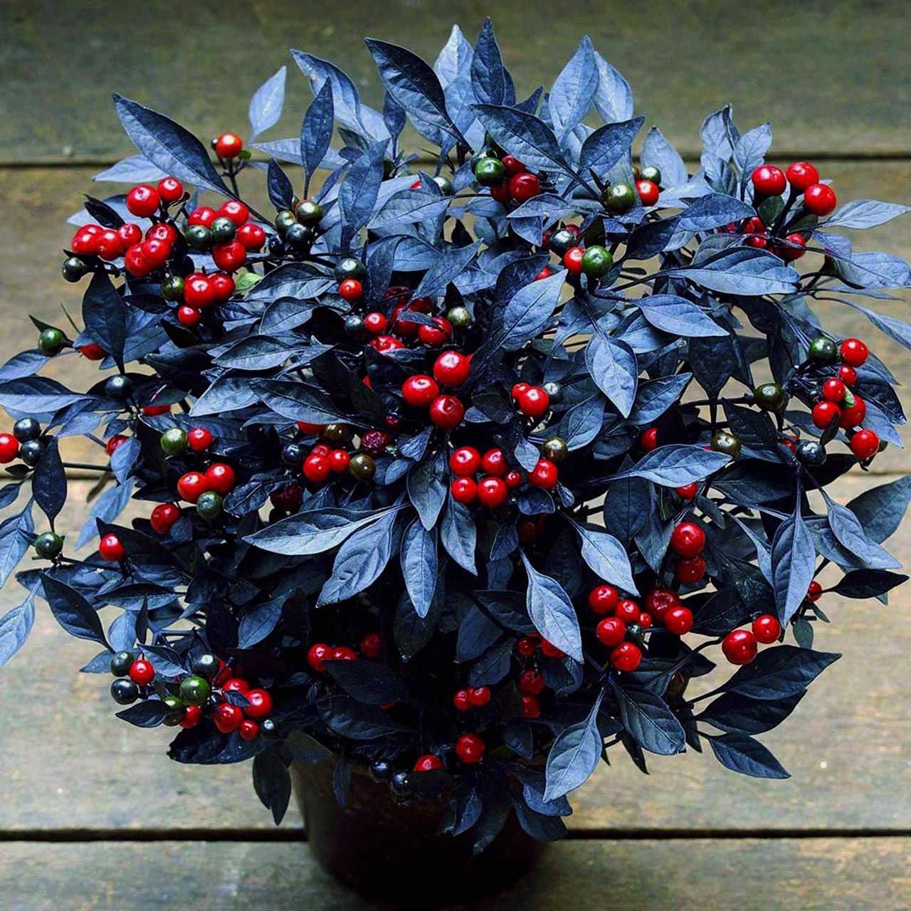 Kara inci süs biberi tohumu black pearl ornamental pepper