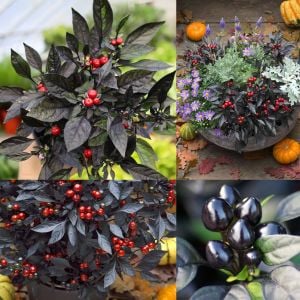 Kara inci süs biberi tohumu black pearl ornamental pepper