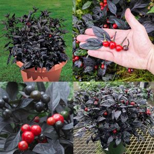 Kara inci süs biberi tohumu black pearl ornamental pepper