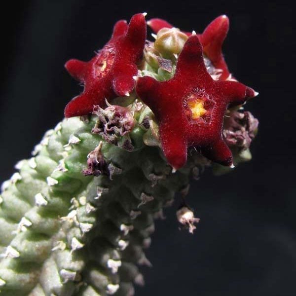 Echidnopsis cereiformis brunnea