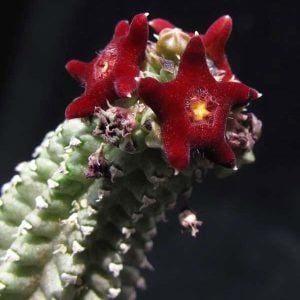 Echidnopsis cereiformis brunnea