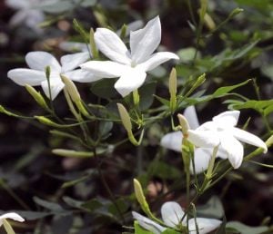 Yoğun parfüm kokulu İzmir yasemin fidanı French perfume poets jasmine