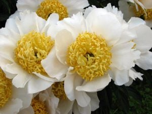 Moon of Nippon şakayık soğanı peony paeonia