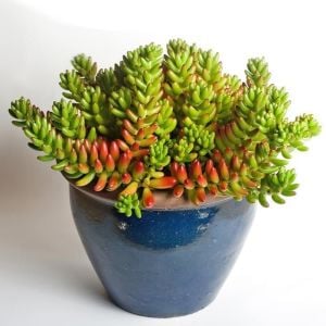 Sedum rubrotinctum kırmızı yeşil