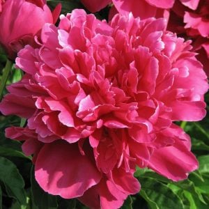 Victoire de la Marne şakayık soğanı kokulu paeonia lactiflora peony