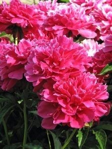 Victoire de la Marne şakayık soğanı kokulu paeonia lactiflora peony