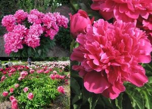 Victoire de la Marne şakayık soğanı kokulu paeonia lactiflora peony