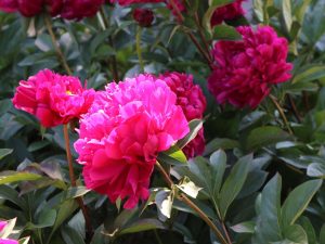Victoire de la Marne şakayık soğanı kokulu paeonia lactiflora peony