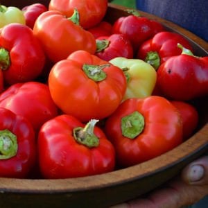 Alma paprika acı biberiye biber tohumu