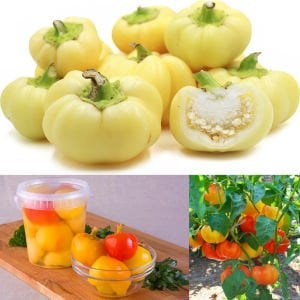 Alma paprika acı biberiye biber tohumu