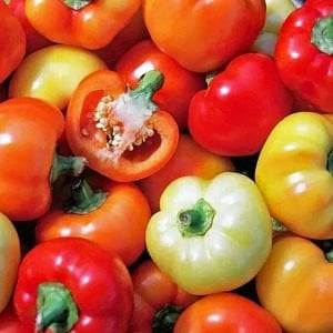 Alma paprika acı biberiye biber tohumu
