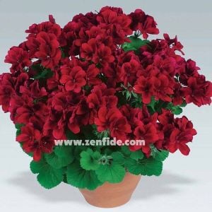 Aristo velvet red canan sardunya fidesi ithal pelargonium kadife kırmızı 1 fide