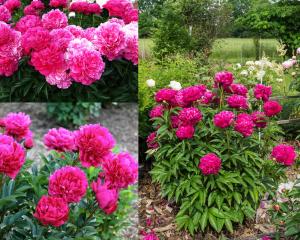 Kansas şakayık soğanı kokulu paeonia lactiflora peony