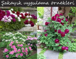 Kansas şakayık soğanı kokulu paeonia lactiflora peony