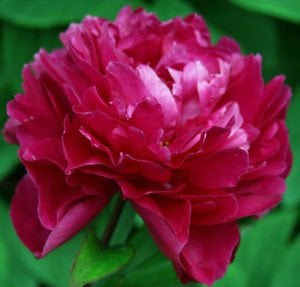 Kansas şakayık soğanı kokulu paeonia lactiflora peony