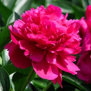 Kansas şakayık soğanı kokulu paeonia lactiflora peony