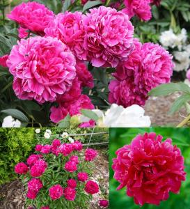 Kansas şakayık soğanı kokulu paeonia lactiflora peony