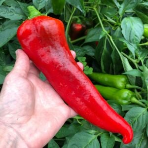 Yerli kırmızı kapya biber tohumu