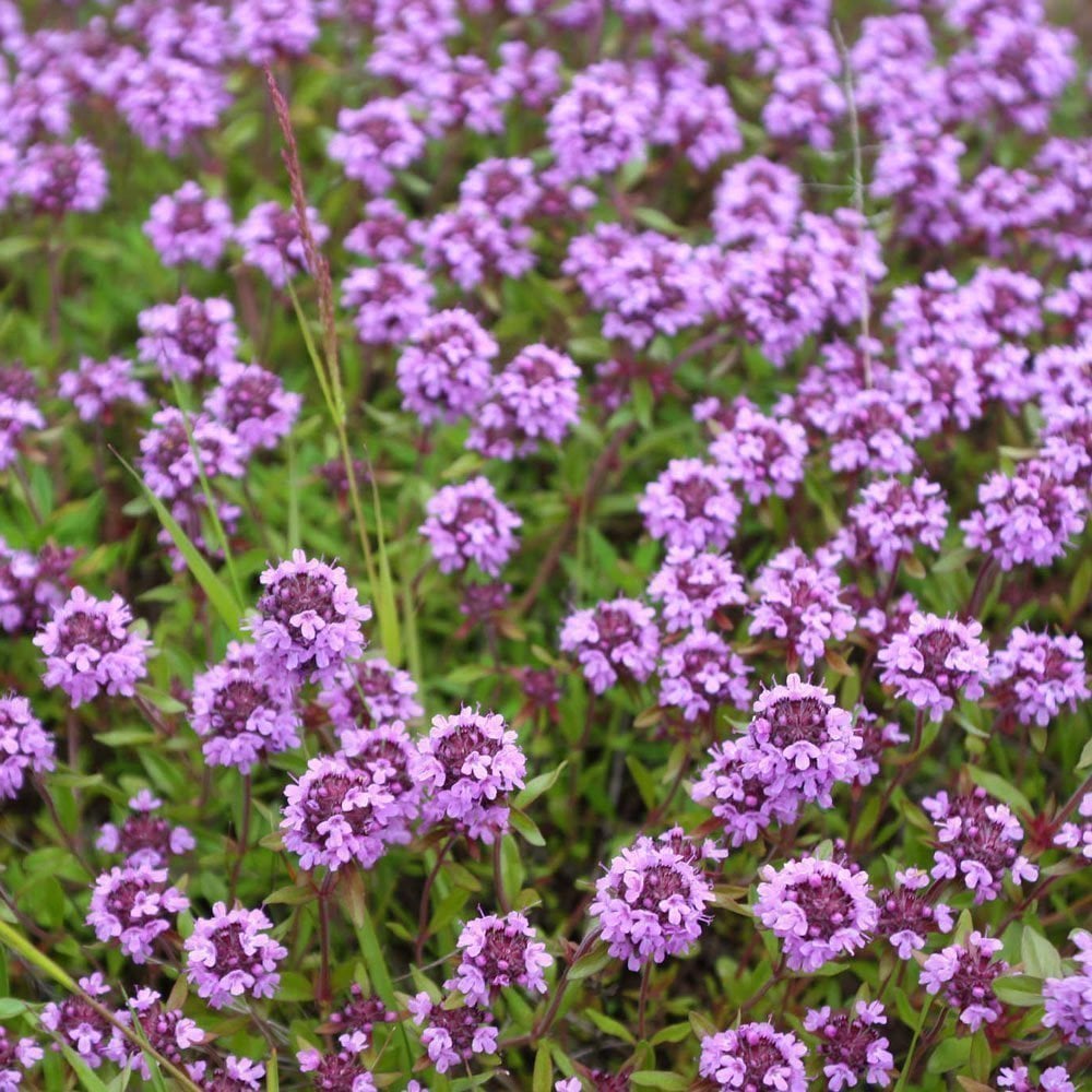 Geniş yapraklı kekik fidesi thymus pulegioides broad leaved thyme 3 fide