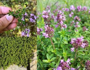 Geniş yapraklı kekik fidesi thymus pulegioides broad leaved thyme 3 fide