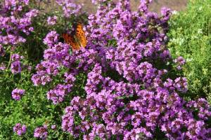 Geniş yapraklı kekik fidesi thymus pulegioides broad leaved thyme 3 fide