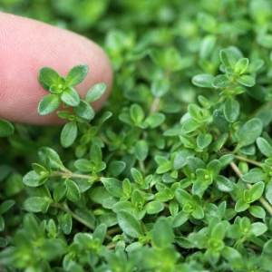 Geniş yapraklı kekik fidesi thymus pulegioides broad leaved thyme 3 fide