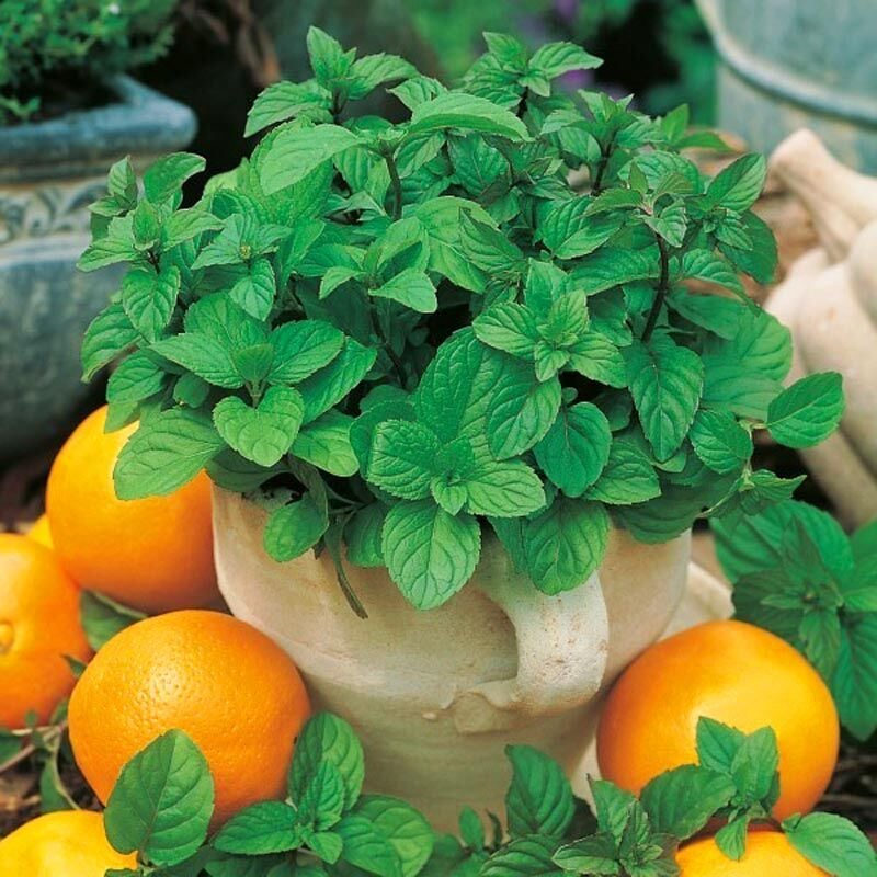 Portakallı granada nanesi fidesi mentha piperita granada orange mint