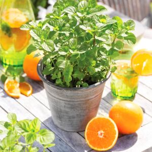 Portakallı granada nanesi fidesi mentha piperita granada orange mint
