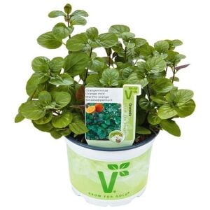 Portakallı granada nanesi fidesi mentha piperita granada orange mint