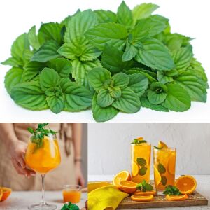 Portakallı granada nanesi fidesi mentha piperita granada orange mint