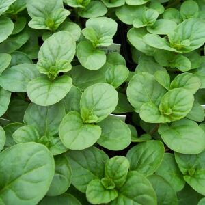 Portakallı granada nanesi fidesi mentha piperita granada orange mint