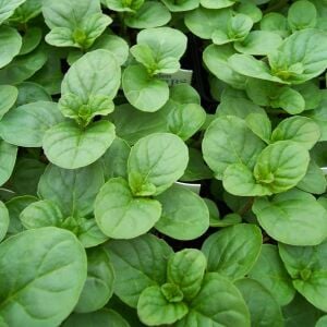 Portakallı granada nanesi fidesi mentha piperita granada orange mint
