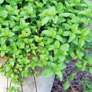 Portakallı granada nanesi fidesi mentha piperita granada orange mint