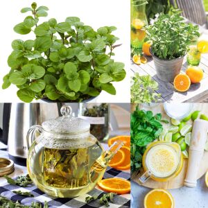 Portakallı granada nanesi fidesi mentha piperita granada orange mint