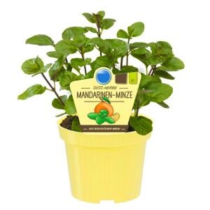 Portakallı granada nanesi fidesi mentha piperita granada orange mint