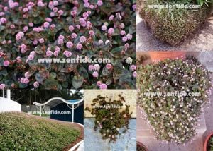 3 adet polygonum capitatum fidesi caramel candy