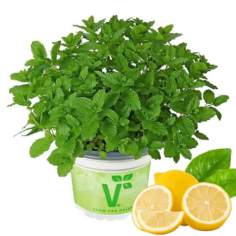 Limonlu isviçre nanesi fidesi mentha piperita swiss lemon mint