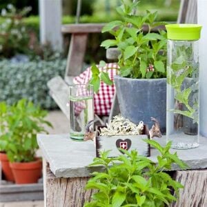 Limonlu isviçre nanesi fidesi mentha piperita swiss lemon mint