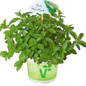 Limonlu isviçre nanesi fidesi mentha piperita swiss lemon mint