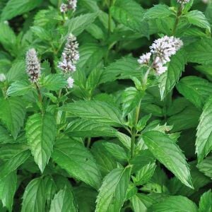 Limonlu isviçre nanesi fidesi mentha piperita swiss lemon mint