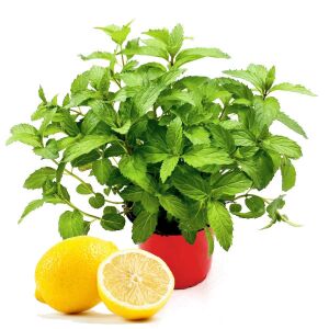 Limonlu isviçre nanesi fidesi mentha piperita swiss lemon mint