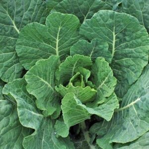 Georgia karalahana tohumu Atalık