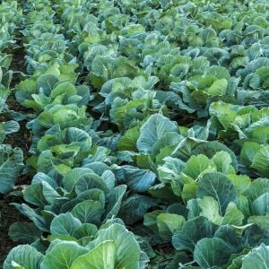 Georgia karalahana tohumu Atalık